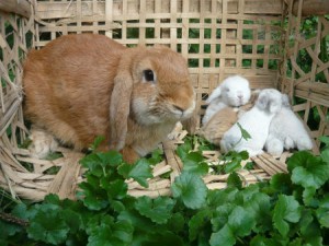 Размножение кроликов в неволе